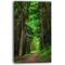 Designart - Dreamy Greenery in Dense Forest - Forest Canvas Art Print